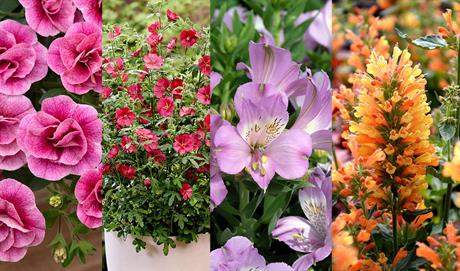 Four Oaks horticulture industry innovators unveiled: Plants and Products Awards shortlist revealed